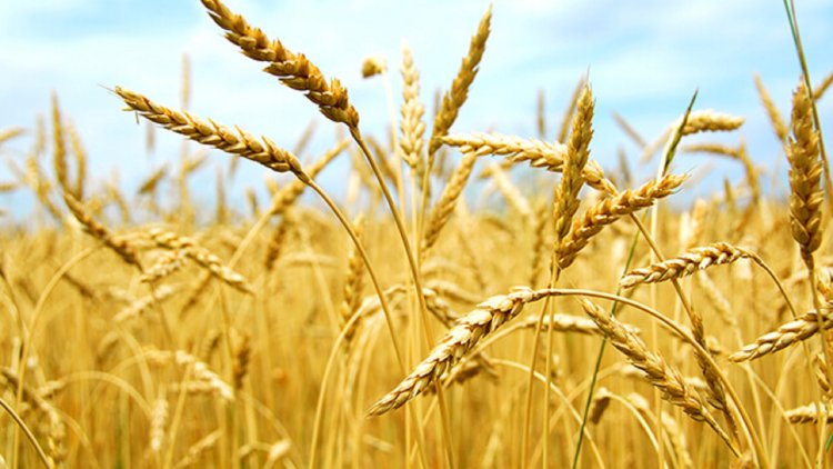 Bangladesh to import 10 lakh tonnes of wheat from India.